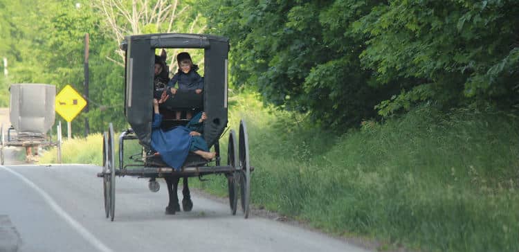 Amish In Buggy