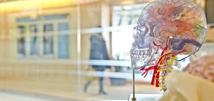 Skull Model In Neurology Department