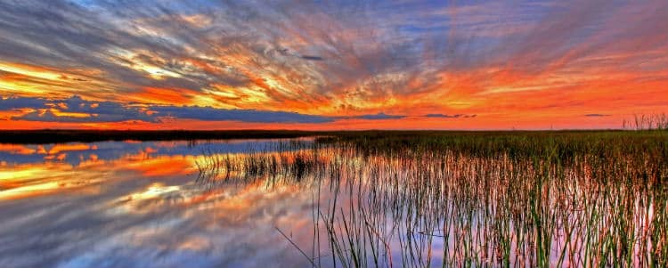 Sunset In Everglades